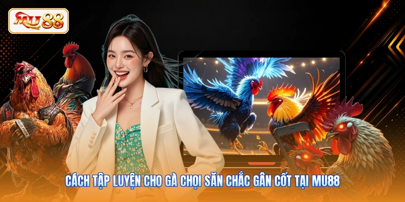 Cách Tập Luyện Cho Gà Chọi Săn Chắc Gân Cốt Tại MU88