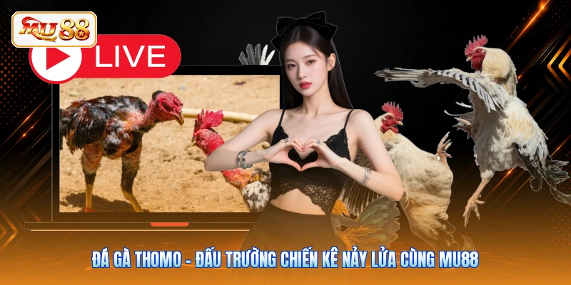 Đá Gà Thomo - Đấu Trường Chiến Kê Nảy Lửa Cùng MU88