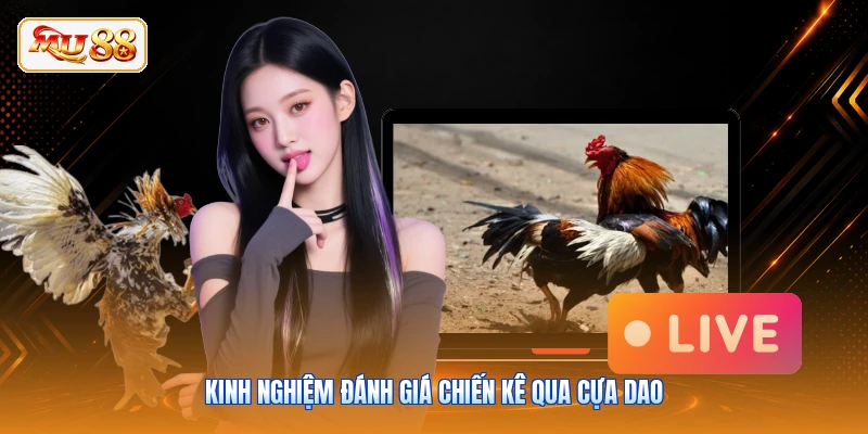 Kinh nghiệm đánh giá chiến kê qua cựa dao