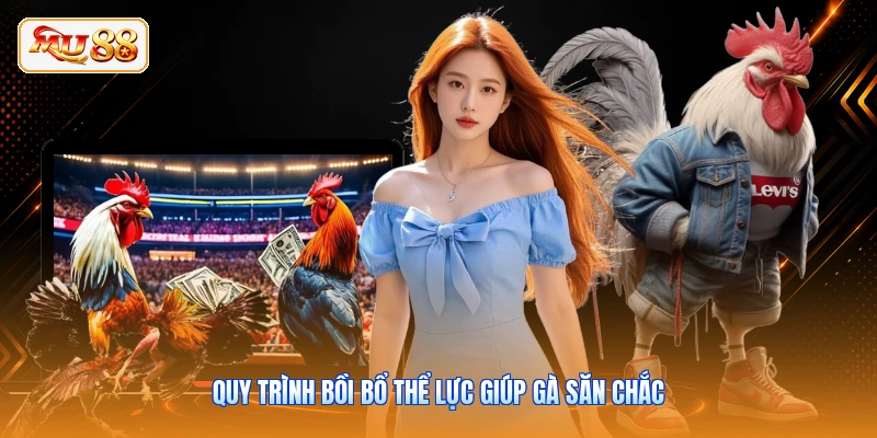 Quy trình bồi bổ thể lực giúp gà săn chắc