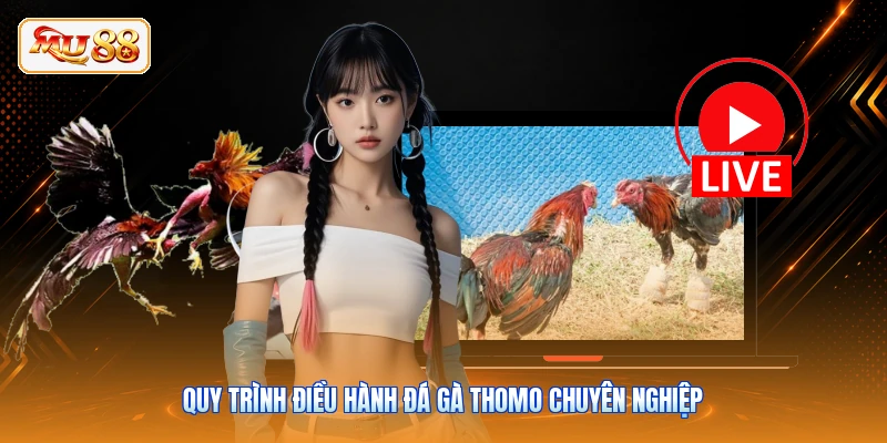 Quy trình điều hành đá gà Thomo chuyên nghiệp